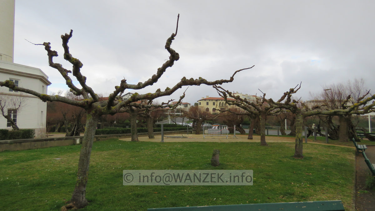 Tilia cordata - Dachform geschitten IMG_5281.JPG